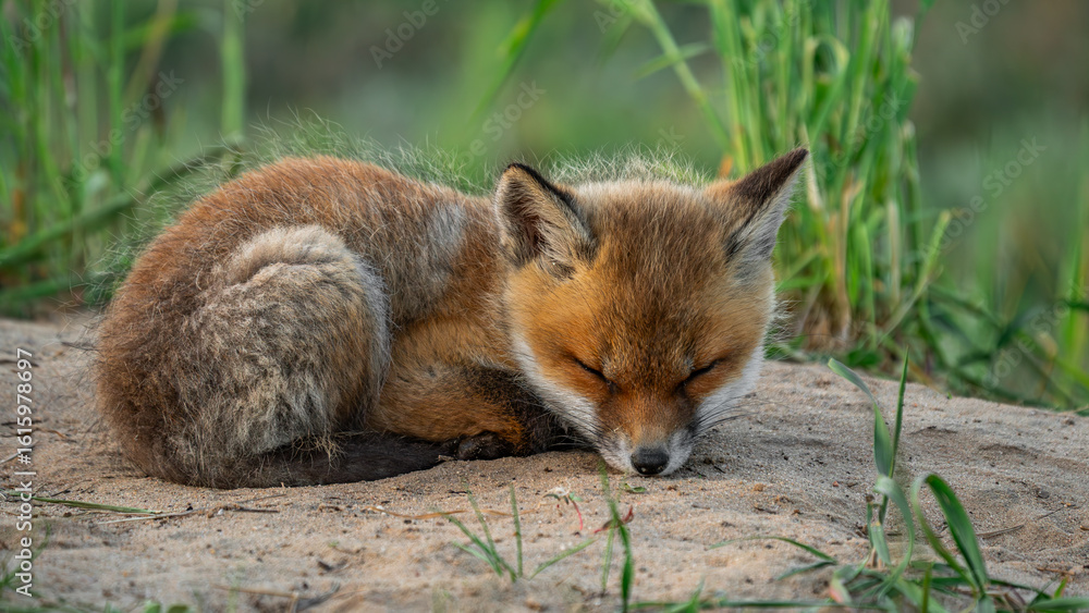 Baby Red Fox (Vulpes vulpes) sleeping Baby Red Fox (Vulpes vulpes) sleeping