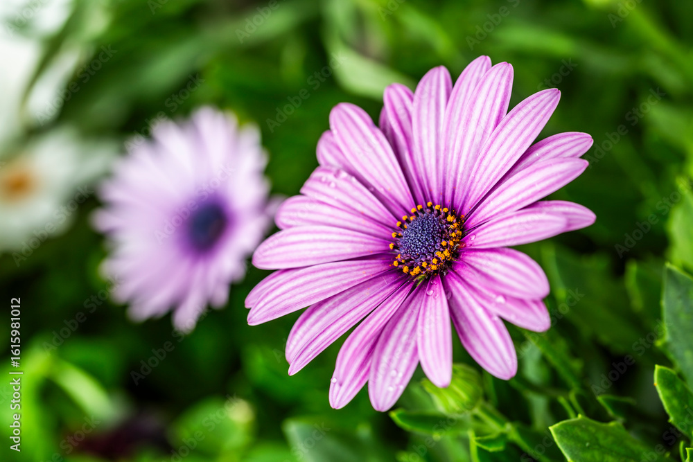 Margarita africana, Osteospermum. Margarita africana, Osteospermum.