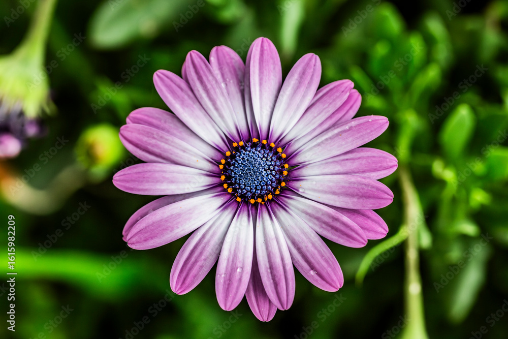 Margarita africana, Osteospermum. Margarita africana, Osteospermum.