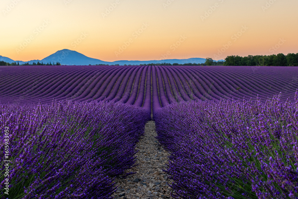 Naklejka premium Morning Lavender Field in France
