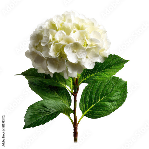 White hydrangea flower with green leaves isolated on transparent background