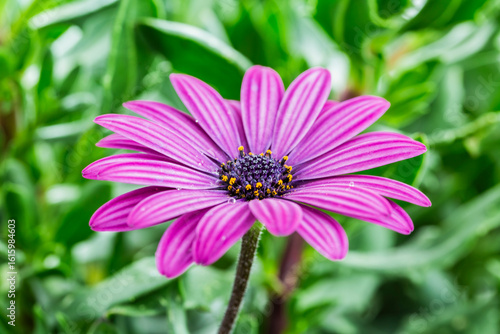 Margarita africana, Osteospermum.