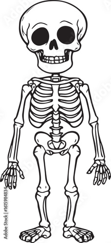 Human skeleton silhouette—detailed vector illustration of skull, spine, ribs, pelvis, and limbs in frontal view