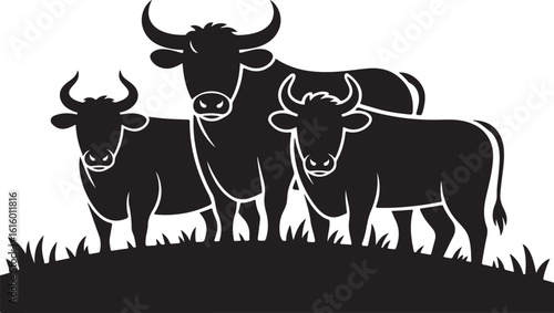 Three black cows standing on grass cattle livestock