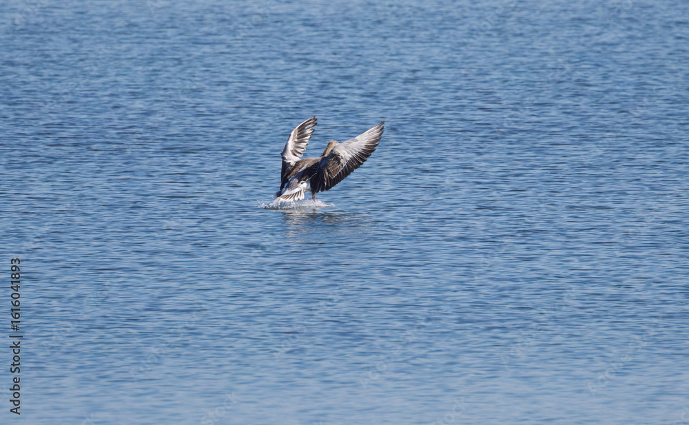 Naklejka premium Anser Anser landing, greylag goose with outstretched wings on the lake, slightly undulating water surface, shimmering blue lake, bird landing with outstretched wings, wingspan anser anser