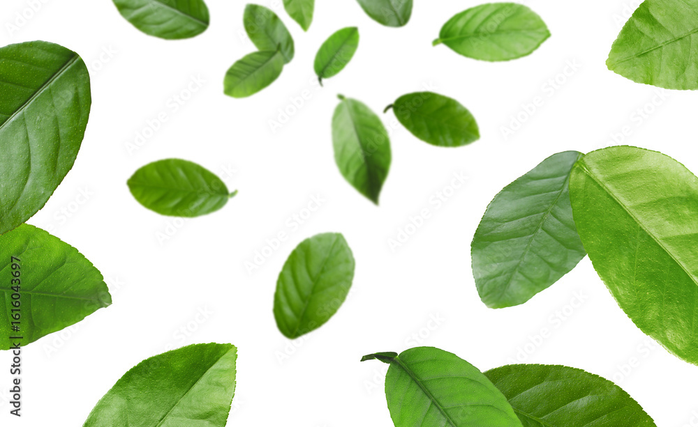 Citrus plant leaves in air against white background