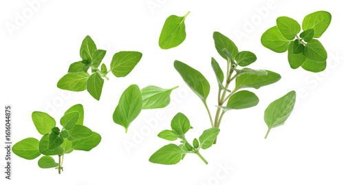 Fresh oregano plant branches and leaves flying against white background