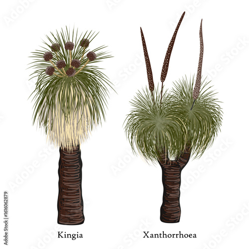 Australian endemic flora, Kingia and Xanthorrhoea grass tree. Australis trees with flower vector isolated illustration. The Bullanock Grass tree in blossom.
