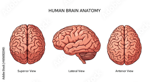 Detailed Anatomical Illustration of Human Brain in Three Different Views.
