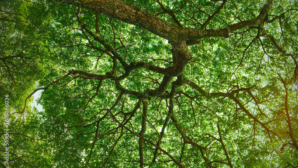 Εκτύπωση καμβά Upward panoramic view of a leafy tree crown with intertwined branches and vibrant green leaves