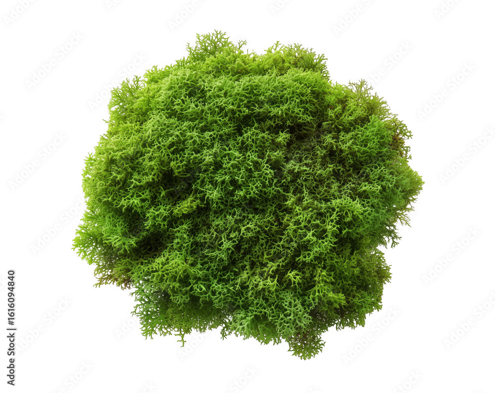 Fototapeta premium Vibrant green reindeer moss isolated on a solid black background for design elements