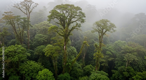 
Highland tropical forest or montane tropical forest, forest of mountainous regions with a tropical highland climate, characterized by mild temperatures, high humidity and frequent rainfall