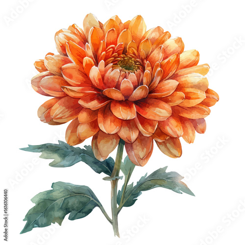 Chrysanthemum Flower, watercolor illustration vector, isolated on a white background.