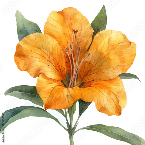 watercolor of Cats Claw Flower, vector, isolated on a white background.