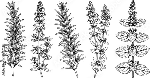 Botanical illustration of various herbs including rosemary and mint