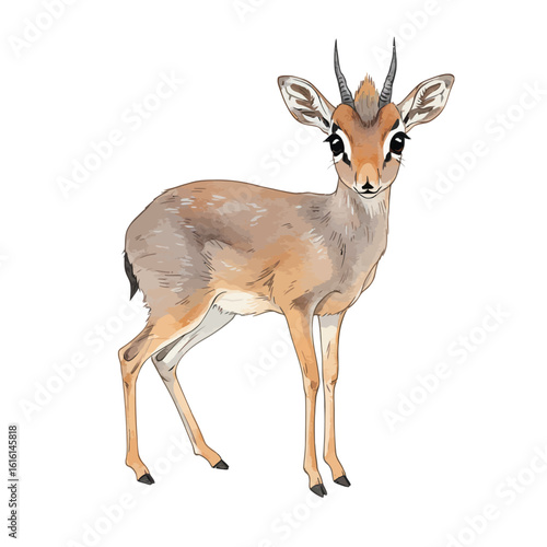 Adorable Dik Dik Antelope Watercolor Cartoon Illustration Isolated on White Background