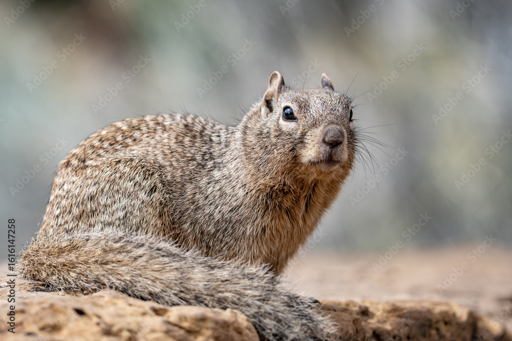Φωτογραφία The rock squirrel (Otospermophilus variegatus) is a species of rodent in the family Sciuridae
