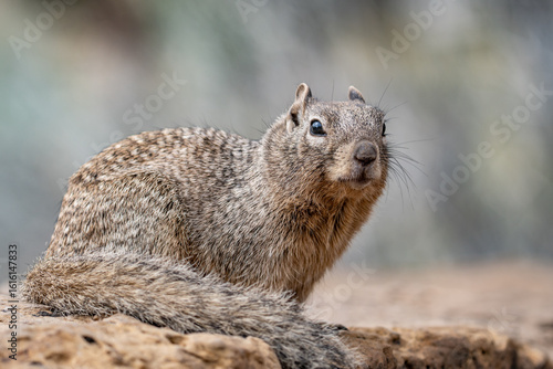 Wallpaper Mural The rock squirrel (Otospermophilus variegatus) is a species of rodent in the family Sciuridae. Mather Point, Grand Canyon Visitor Center, National Park.  Arizona
 Torontodigital.ca