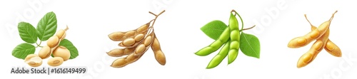 Soybeans isolated on transparent background.