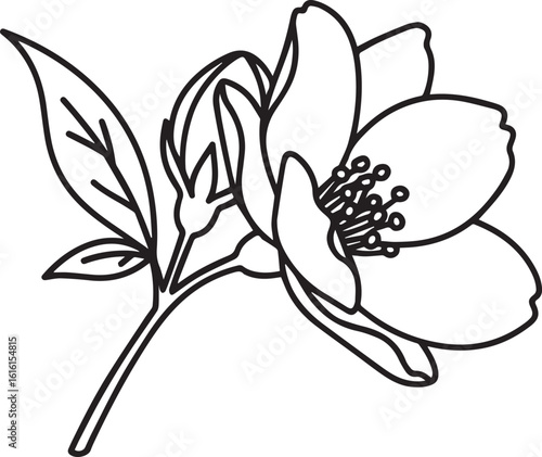 Elegant black line art of a blooming jasmine flower with delicate petals stamens and leaves on a single stem