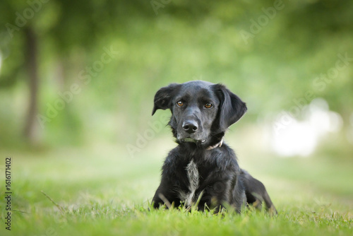 Wallpaper Mural Spring portrait of dog in nature. He is so cute in the nature. He has so lovely face Torontodigital.ca