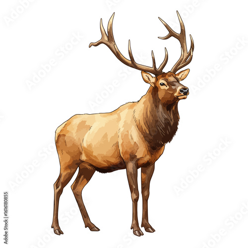 Majestic Male Elk Wapiti with Large Antlers Isolated on White Background Wildlife Illustration