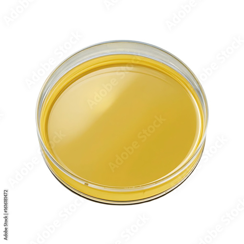 A petri dish with yellow agar isolated on transparent background for research