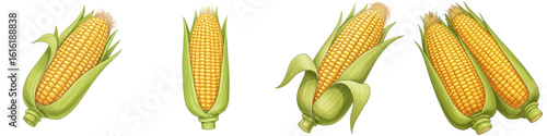 Set of isolated corn cobs in various orientations and details  
