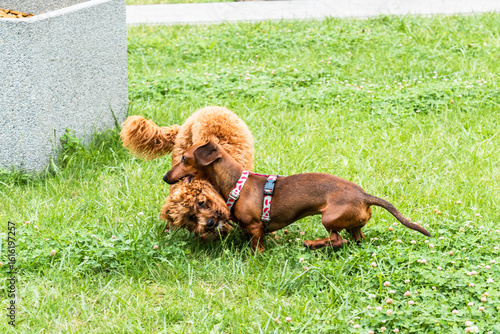 Two dogs roll and wrestle together on green grass in a joyful and active moment of outdoor play, tails wagging in the sunlight.