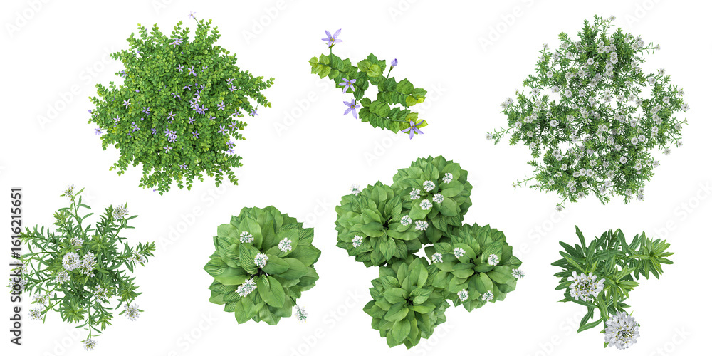 3d illustration of Isotoma,Iberis plants on transparent background from top view 3d illustration of Isotoma,Iberis plants on transparent background from top view