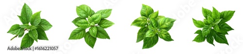 Thai basil vegetable isolated on transparent background.