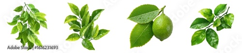 Thai lime leaves isolated on transparent background.