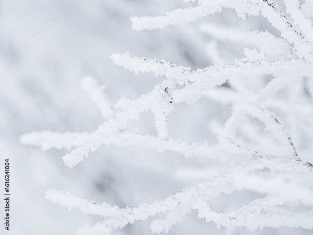 Snow and rime ice on the branches of bushes. Beautiful winter background with trees covered with hoarfrost. Plants in the park are covered with hoar frost. Cold snowy weather. Cool frosting texture. Snow and rime ice on the branches of bushes. Beautiful winter background with trees covered with hoarfrost. Plants in the park are covered with hoar frost. Cold snowy weather. Cool frosting texture.
