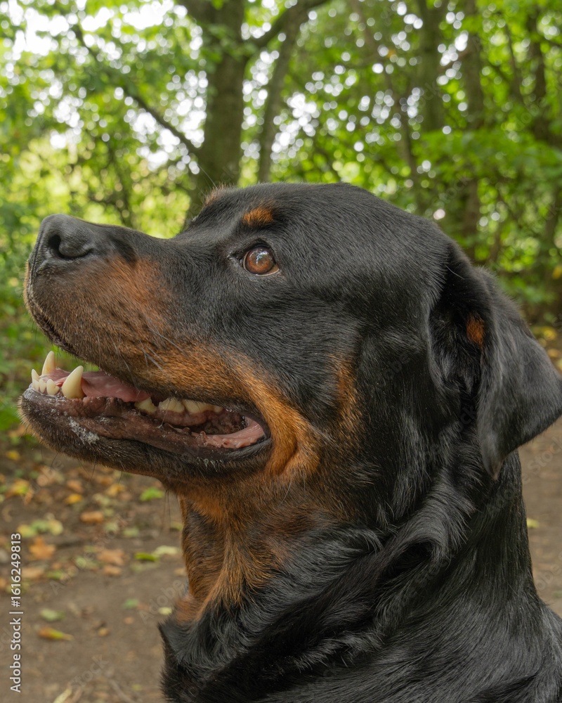 Fototapeta premium black dog portrait