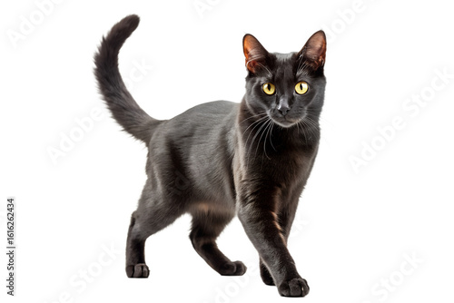 Elegant Black Cat with Yellow Eyes Standing - Isolated on Transparent Background