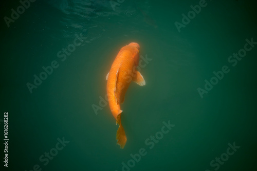 Koi fish, red, white and yellow goldfish in a garden water pond. Focus on fish ,noisy, exposure, similar others