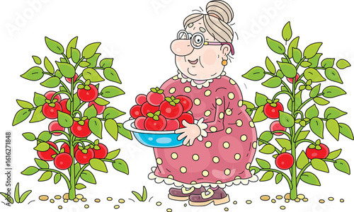 Happy granny gardener harvesting ripe red tomatoes in her summer kitchen garden, vector cartoon illustration on a white background
