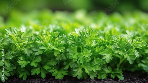 Cilantro Plants Thriving in a Garden During the Summer Season