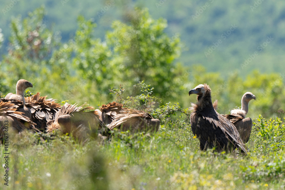 Fototapeta premium Vautour moine, Aegypius monachus, Cinereous Vulture, Vautour fauve, Gyps fulvus, Griffon Vulture, Parc naturel régional des grands causses 48, Lozere, France
