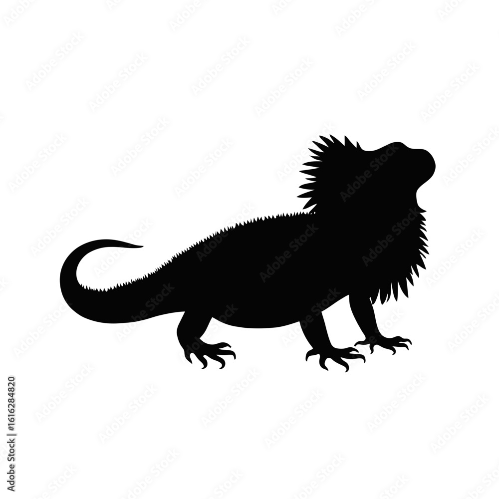 Fototapeta premium Silhouette of a bearded dragon with spiky frill looking up in a side profile on a white background