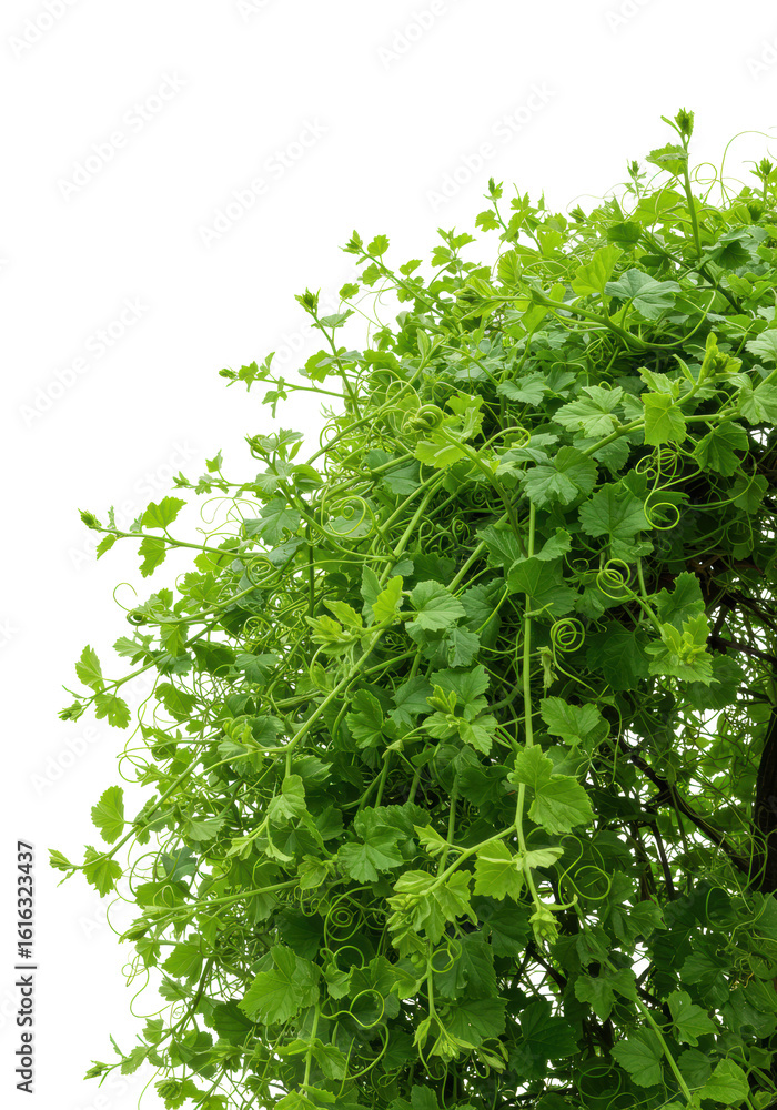 Obraz premium Vibrant, thick green vine with small unfurling leaves and new shoots, curling and twisting against a transparent background, no shadows. Concept of natural growth and vitality