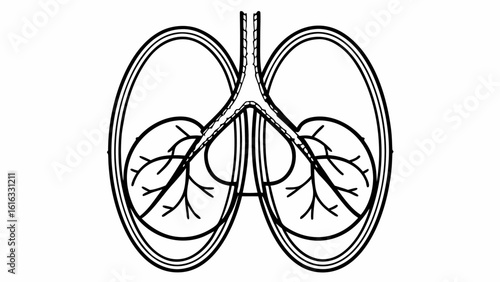 Detailed anatomical illustration of the human lungs, designed for medical, educational, and scientific purposes