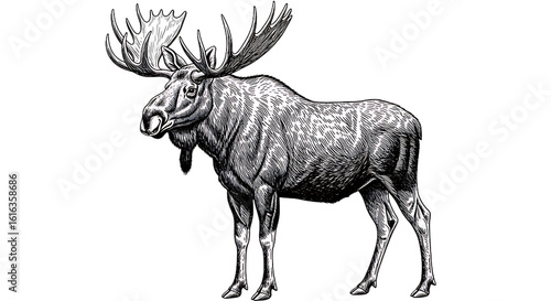 Detailed engraving of a majestic moose isolated on transparent background