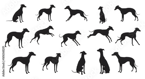 Elegant canine outlines in various poses isolated on a transparent background silhouette black