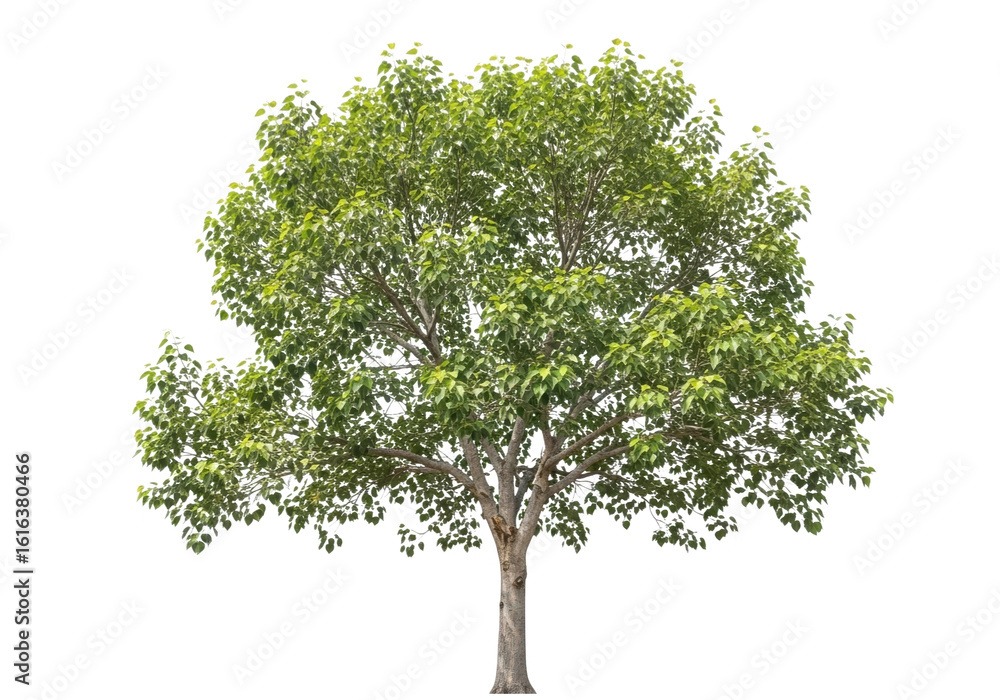Obraz premium A lush green tree with dense foliage isolated on a transparent background