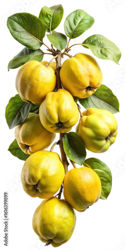 Wallpaper Mural A bunch of ripe yellow quinces with green leaves hanging from a branch isolated on transparent background Torontodigital.ca