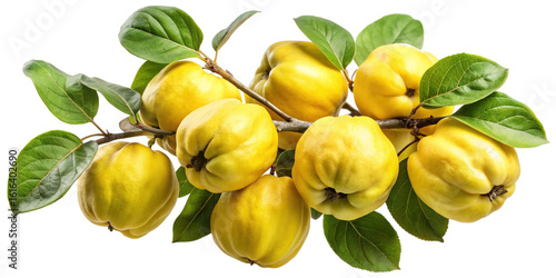Wallpaper Mural A cluster of ripe yellow quinces with green leaves on a branch isolated on transparent background Torontodigital.ca