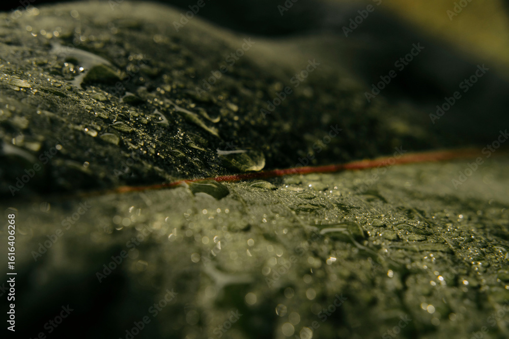 Green leave with rain drops close up view shot, vibrant depth macro photo, blurred background Green leave with rain drops close up view shot, vibrant depth macro photo, blurred background