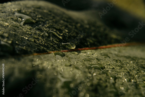 Fotografía Green leave with rain drops close up view shot, vibrant depth macro photo, blurr