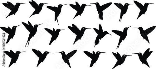 Collection of flying hummingbird silhouettes, black vector bird shapes in various wing positions for wildlife design, decorative nature artwork